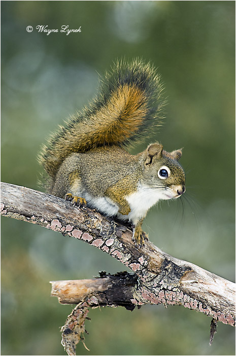 Red Squirrel 103 by Dr. Wayne Lynch &copy;